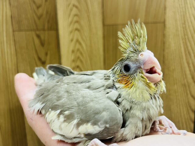 オカメインコ
