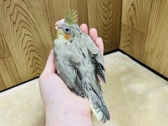 オカメインコ