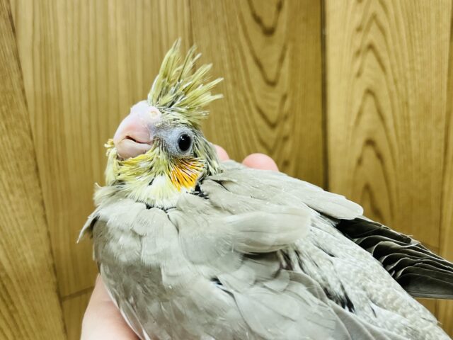 オカメインコ