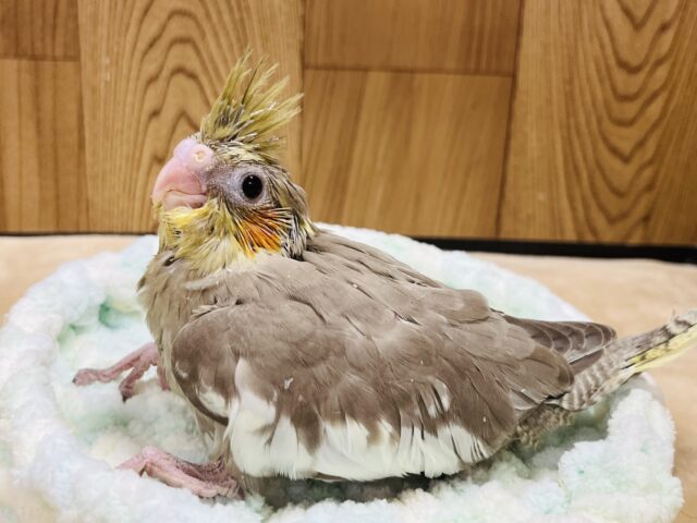 オカメインコ