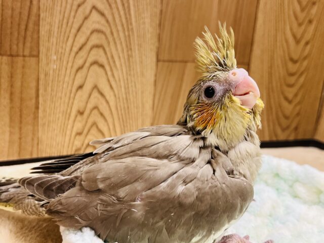 オカメインコ