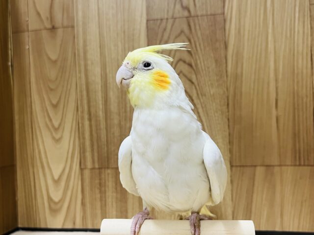 オカメインコ