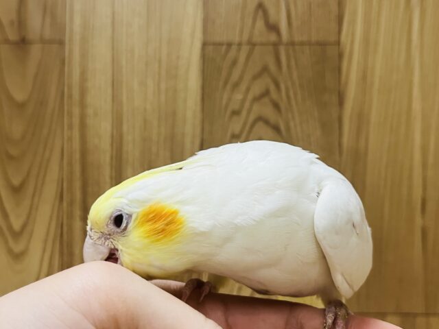 オカメインコ