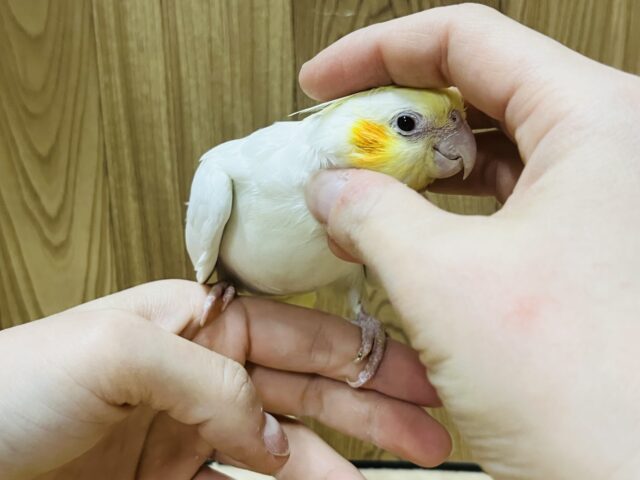 オカメインコ
