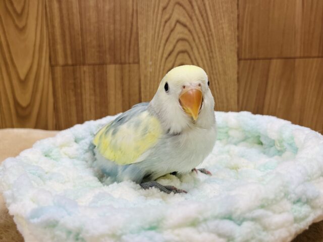 コザクラインコ（小桜インコ）