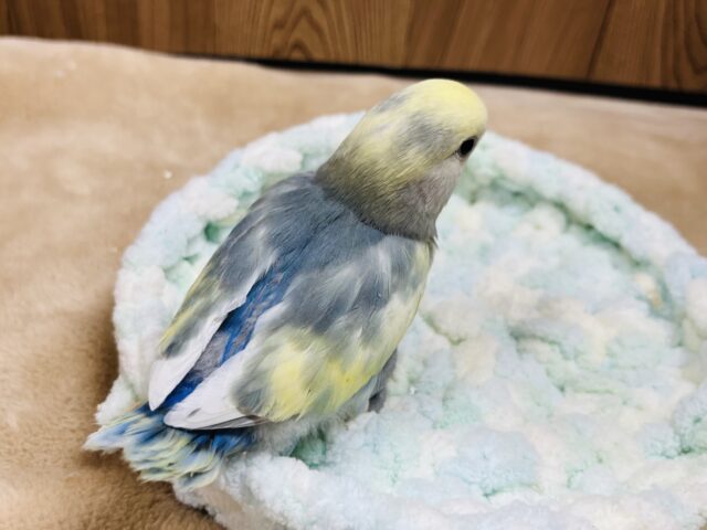 コザクラインコ（小桜インコ）
