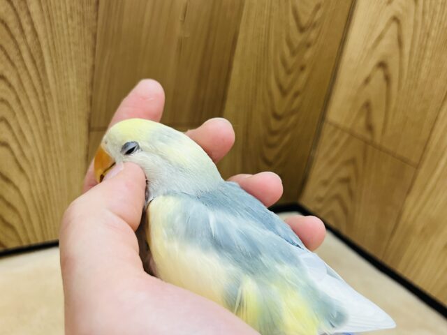 コザクラインコ（小桜インコ）