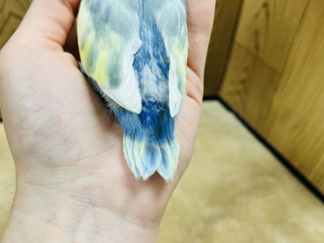 コザクラインコ（小桜インコ）