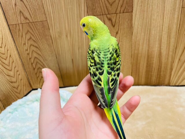 セキセイインコ