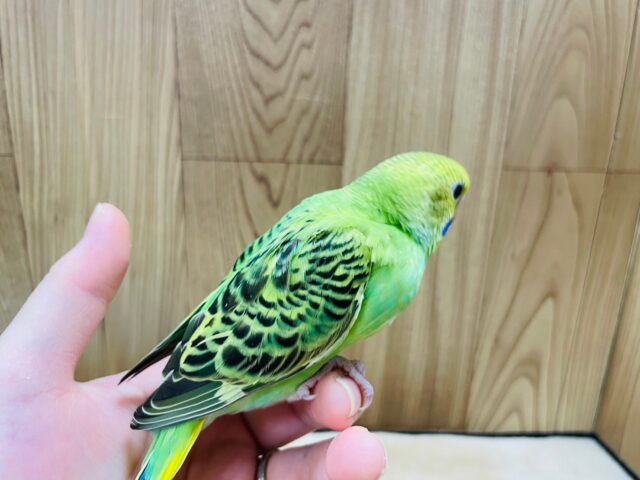 セキセイインコ