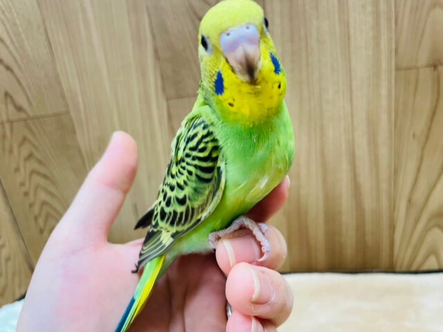 セキセイインコ