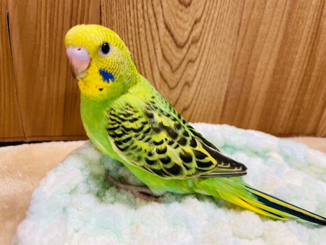 セキセイインコ