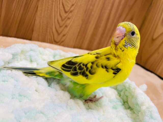 セキセイインコ