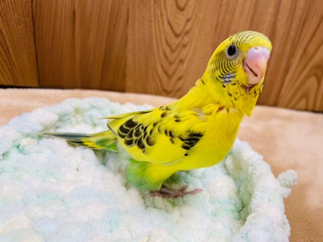 セキセイインコ