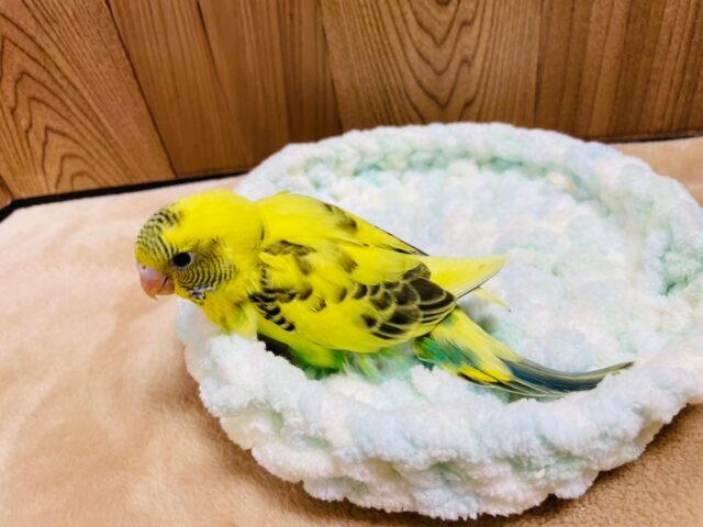 セキセイインコ