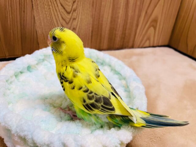 セキセイインコ