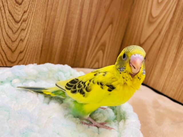 セキセイインコ