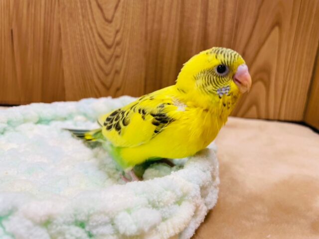 セキセイインコ