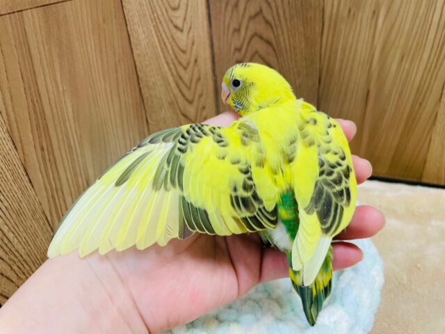 セキセイインコ