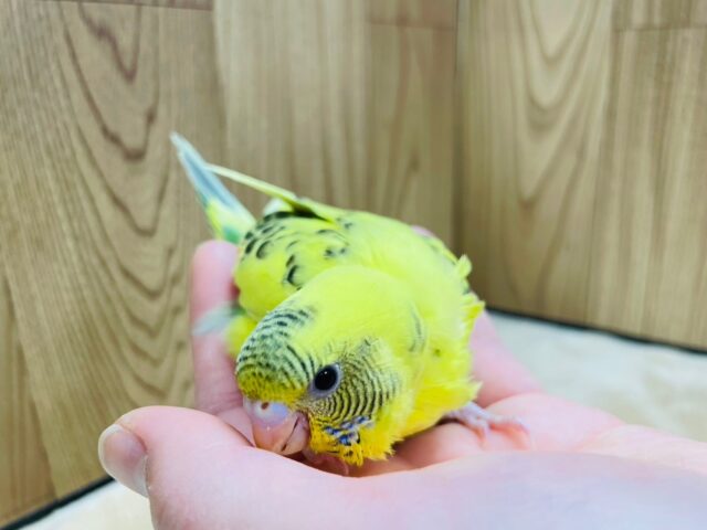 セキセイインコ