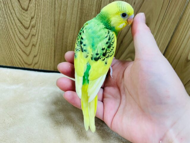 セキセイインコ