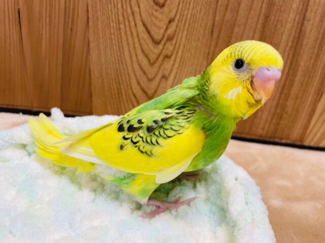 セキセイインコ