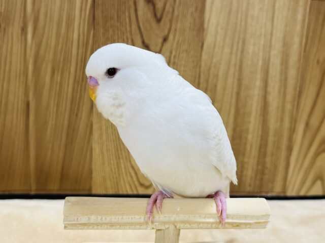 ジャンボセキセイインコ