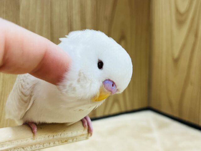 ジャンボセキセイインコ