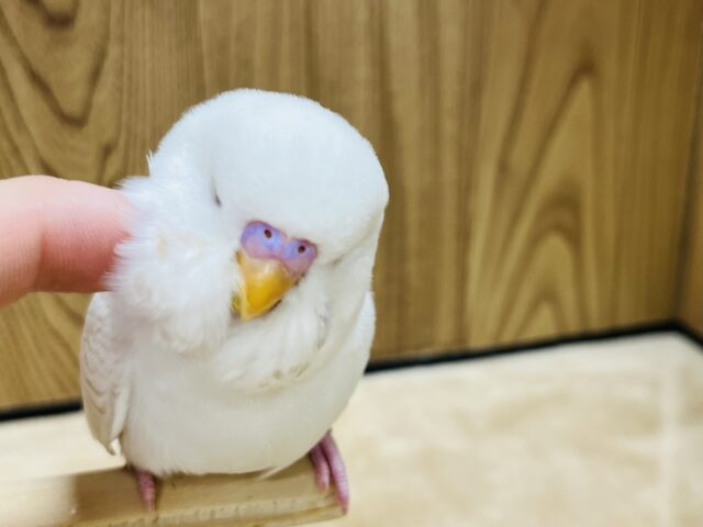 ジャンボセキセイインコ
