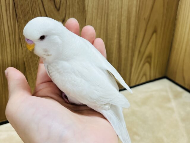 ジャンボセキセイインコ