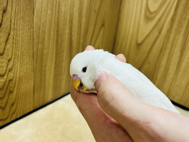 ジャンボセキセイインコ