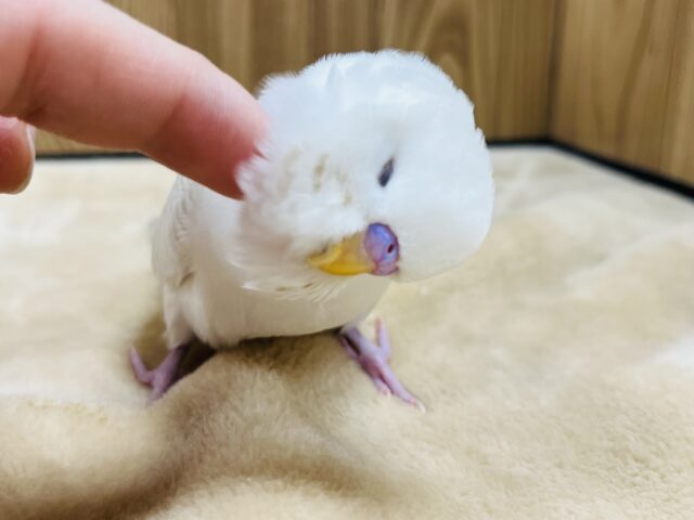 ジャンボセキセイインコ