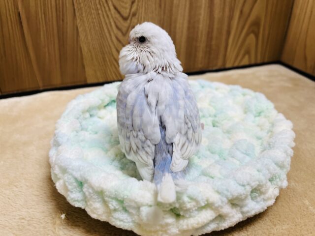 ジャンボセキセイインコ