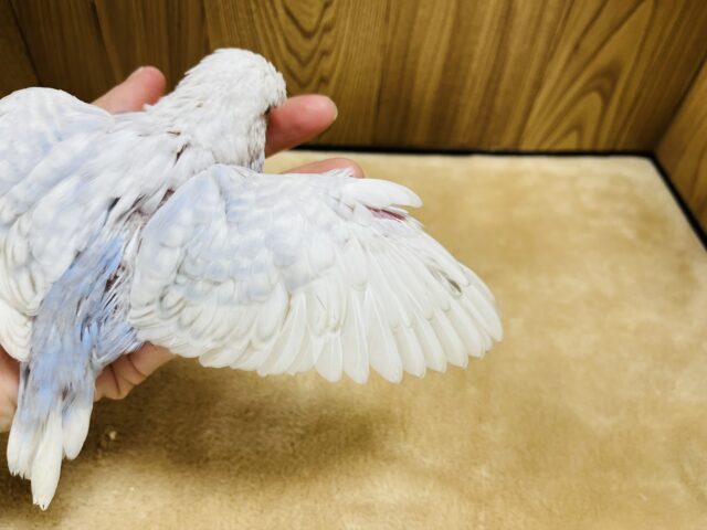 ジャンボセキセイインコ