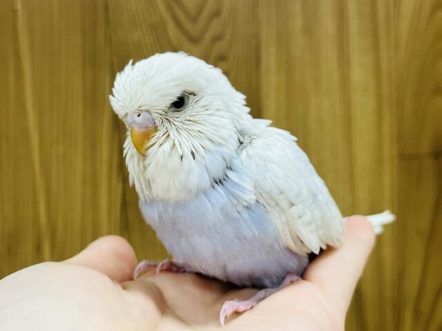 ジャンボセキセイインコ