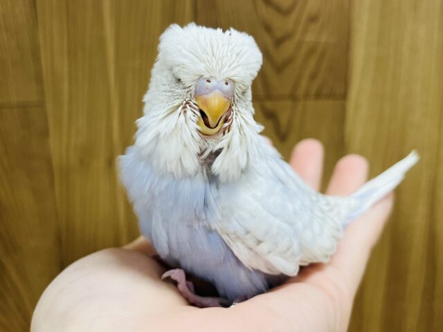 ジャンボセキセイインコ