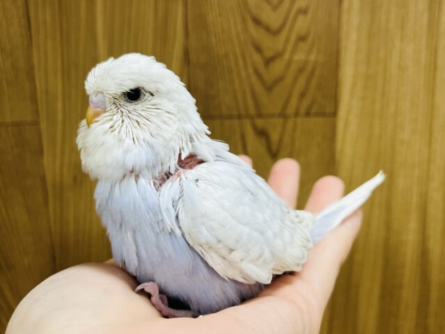 ジャンボセキセイインコ