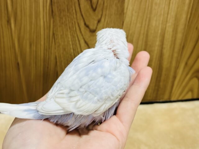 ジャンボセキセイインコ