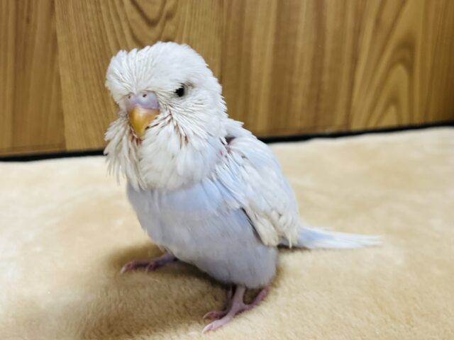 ジャンボセキセイインコ