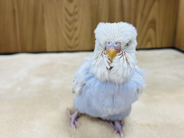 ジャンボセキセイインコ