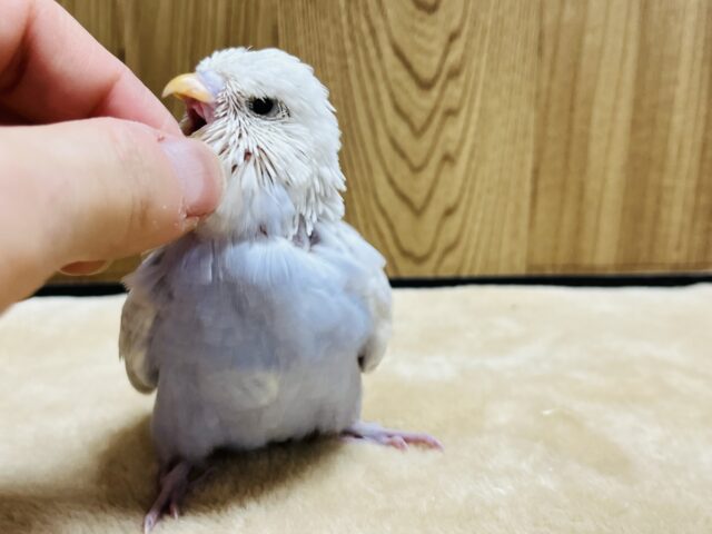ジャンボセキセイインコ