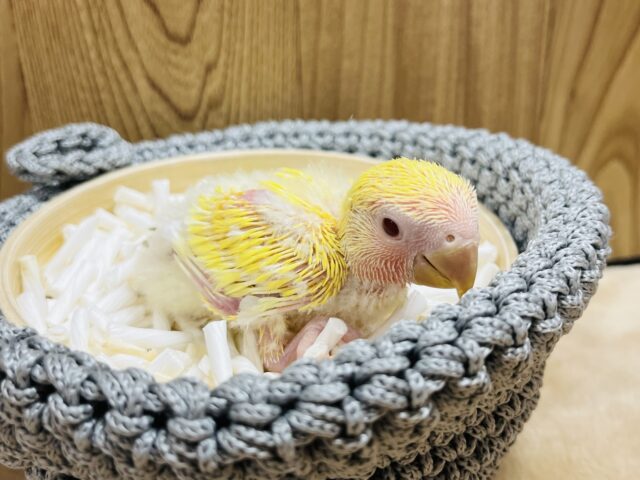 コザクラインコ（小桜インコ）