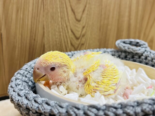コザクラインコ（小桜インコ）
