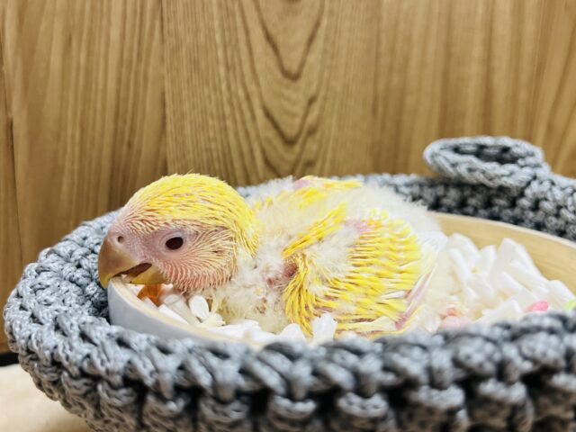 コザクラインコ（小桜インコ）