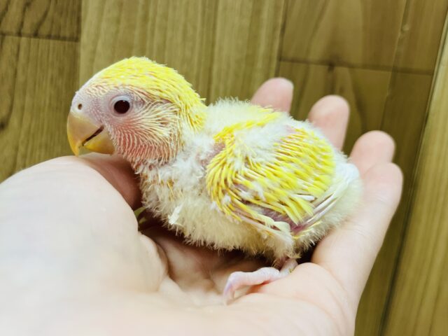 コザクラインコ（小桜インコ）