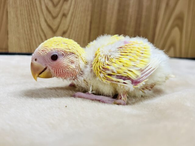 コザクラインコ（小桜インコ）