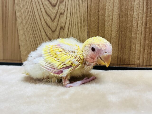 コザクラインコ（小桜インコ）