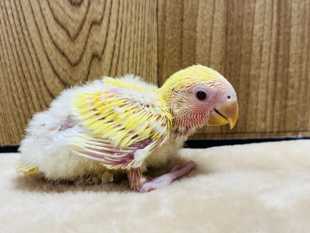 コザクラインコ（小桜インコ）