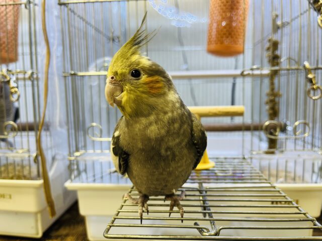 オカメインコ