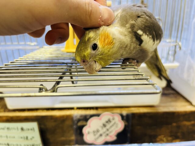 オカメインコ